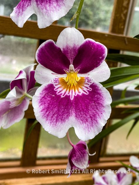 Orchid #9 – Robert's Snap Spot Miltonia Orchid, Secrets Montego Bay Jamaica Wild Orchid, Orchid Photography, Orchid In The Wild, Zygopetalum Orchid, Atlanta Botanical Garden, Orchid Forest Lembang, Orchid Purple, Outdoor Photography