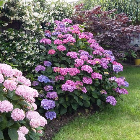 Hydrangea macrophylla in July Cottage Front Garden, Front Porch Garden, Hydrangea Garden, Hydrangea Macrophylla, Home Landscaping, Garden Landscape Design, Courtyard Garden, English Garden, Tropical Garden