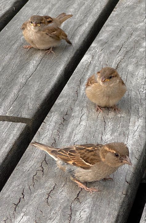 Cute Sparrow, Baby Sparrow, Birds Cute, Birds Photography, Tiny Bird, Flora Fauna, Amazing Nature Photos, Sparrows, Nature Birds