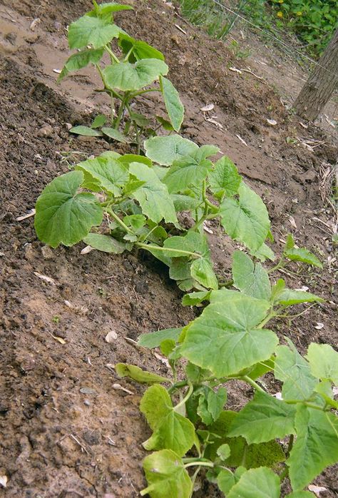 Pumpkins, started from seed will grow up and under sweet corn and okra plants. www.facebook.com/elyciacamille Growing Okra, Okra Plant, Plant Growing, Always Learning, Sweet Corn, Okra, Gardening Tips, Planting, Pumpkins