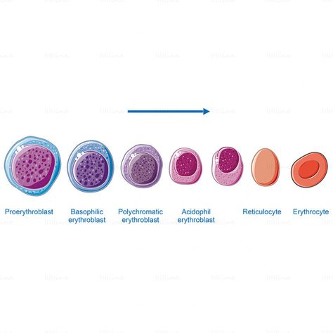 Erythropoiesis Notes, Body Knowledge, Canva Aesthetic, Medical Laboratory Science, Lab Tech, Laboratory Science, Medical Laboratory, Medical Knowledge, Free Energy