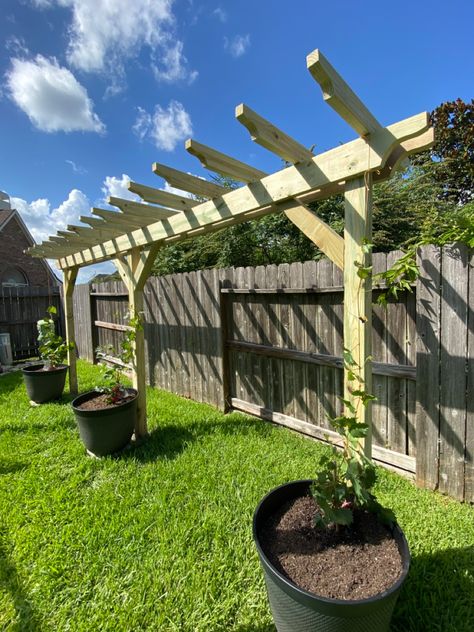 Grape Vine Garden Ideas, Vine Climbing Ideas, Grape Vine Fence, Grapevine Ideas Garden, Trellis Ideas For Grape Vines, Corner Yard Trellis, Grapevine Backyard, Grapevine Fence, Passionfruit Vine Trellis Ideas