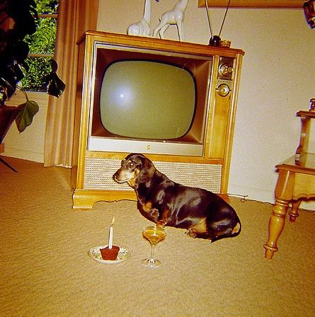 jefferyrhyman on tumblr Doggie Birthday, Dog's Birthday, Dachshund Birthday, Dogs Birthday, Weiners, Night Fever, Weenie Dogs, Pregnant Woman, Weiner Dog