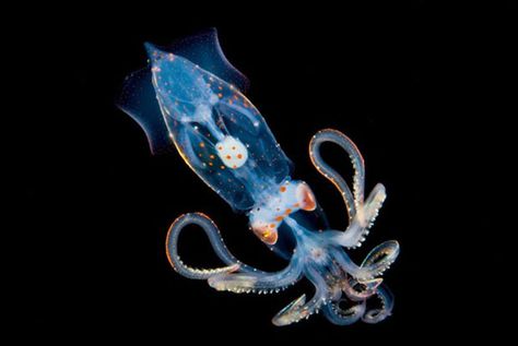 Beautiful Close Up Underwater Photos of Luminous Sea Creatures joshualambus 1 Deep Sea Life, Creature Marine, Deep Sea Creatures, Sea Photography, Beautiful Sea Creatures, Underwater Creatures, Underwater Life, Underwater Photos, Deep Blue Sea