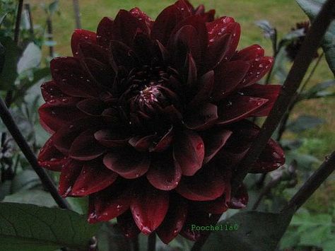 Karma Choc Dhalia Black Dahlias Aesthetic, Karma Choc Dahlia, Black Dahlia Aesthetic, Black Dahlias, Group Aesthetic, Chocolate Cosmos, Oc Aesthetic, Dahlia Bouquet, Goth Garden