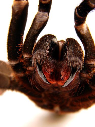 31 Photographs of Spiders That Will Make Your Skin Crawl Arachnids Spiders, Big Spiders, Itsy Bitsy Spider, Giant Spider, Jumping Spider, Creepy Crawlies, Arthropods, Arachnids, Exotic Pets