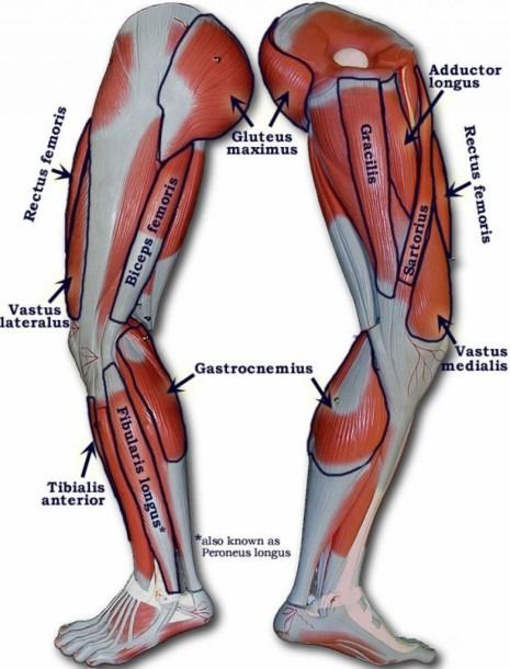 Thigh Muscle Diagram Mri Anatomy, Leg Muscles Diagram, Muscles Diagram, Leg Muscles Anatomy, Muscle Names, Muscle Diagram, Leg Anatomy, Human Muscle Anatomy, Human Biology