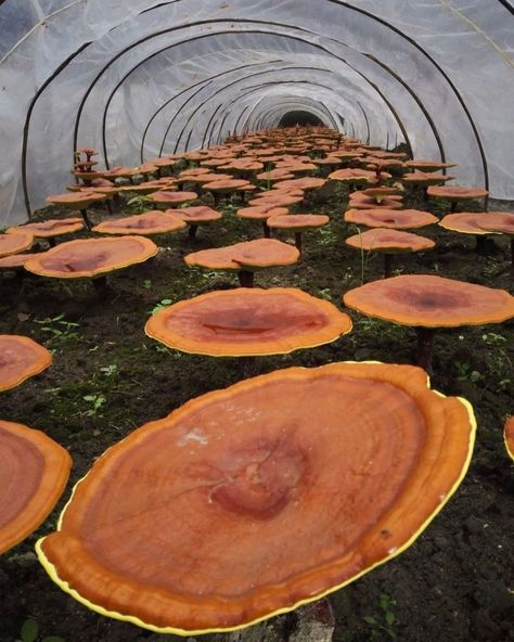 Edible Wild Mushrooms, Mushrooms Growing, Growing Mushrooms At Home, Medicinal Herbs Garden, Mushroom Cultivation, Garden Mushrooms, Reishi Mushroom, Healing Plants, Mushroom Fungi