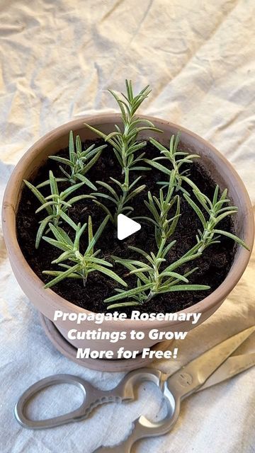 Resh Gala | Organic Gardener on Instagram: "TIPS TO PROPAGATE ROSEMARY PLANTS:👇

🪴Multiply rosemary plants for free by taking cuttings of healthy, tender stems and propagating them in organic potting soil. 

🪴Avoid using old, hard, brown and woody rosemary stems as those are more difficult to propagate.

🪴Dipping the end of the stem in rooting powder/ hormone is optional but can help speed up the process. Cinnamon or honey are great organic alternatives to rooting hormone.

🪴Be sure to strip off few lower leaves before sticking the stem in soil.

🪴To facilitate propagation, you can cover the top of your pot with a clear plastic bag to trap in some moisture/ humidity.

Fall is a great time to propagate and multiply your herbs, to grow them indoors all winter long.

Please like and sha Propagating Rosemary From Cuttings, Propagating Rosemary, Rosemary From Cuttings, Propagate Rosemary, Rosemary Plants, Rooting Powder, Herbs To Grow, Growing Rosemary, Rosemary Plant