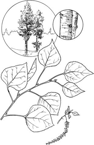 Quaking aspen tree coloring page from Aspens category. Select from 26307 printable crafts of cartoons, nature, animals, Bible and many more. Aspen Tattoo, Quaking Aspen Tree, Aspen Trees Tattoo, Trees Tattoo, Colorado Tattoo, Quaking Aspen, Aspen Leaves, Tree Coloring, Branch Tattoo