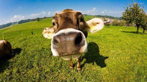 Cow Wallpaper 4k Pc Exotic Animals As Pets, Pets Wallpaper, Cow Wallpaper, Animals Jokes, Cute Animals To Draw, Computer Wallpaper Aesthetic, Wallpapers Pc, Animals To Draw, Pc Wallpapers