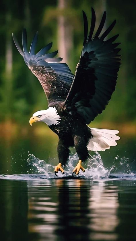 1408 Movie, Eagle Photography, African Animals Photography, Sun Space, Exotic Mammals, Where Eagles Dare, Beautiful Horses Photography, Eagle Images, Eagle Wallpaper