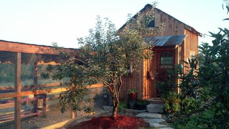 Apple Orchard Cabin Coop | BackYard Chickens - Learn How to Raise Chickens Galvanized Sheet Metal, Chicken Home, Chicken Coup, Dust Bath, Chicken Life, Hardware Cloth, Hen House, House Features, Backyard Chickens