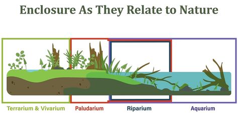 37 Gallon Fish Tank Ideas, Underwater Terrarium, Office Fish Tank, Paludarium Ideas, Aquarium Goldfish, Diy Reptile, Vivarium Ideas, Tank Terrarium, Tank Plants