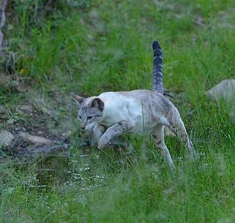 Cats In Nature, Cats In The Wild, Cat In The Forest, Cat Nature Aesthetic, Norwegian Forest Cat Therian, Cats In Forest, Forest Cat Aesthetic, Black Cat In Forest, Cats Outside