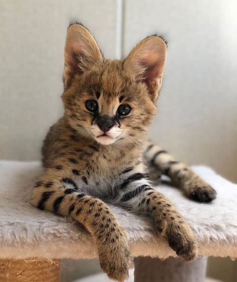 Serval Pet, African Serval Cat, African Serval, Serval Kitten, Serval Cat, Savannah Cats, Serval Cats, Bengal Kitten, Cute Small Animals