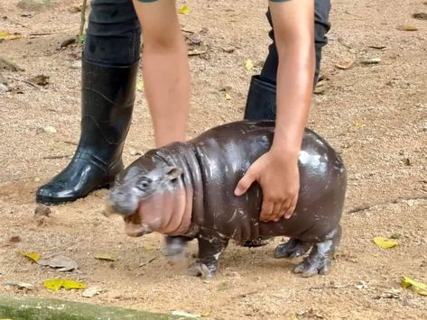 Baby Hippopotamus, Pygmy Hippopotamus, 2 Month Old Baby, Internet Fame, Silly Animals, Celebrity Babies, Hippopotamus, 귀여운 동물, Animals Wild