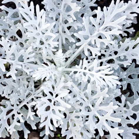 Silver Plants, Silver Plant, Goth Garden, Plants Uk, Winter Plants, White Plants, Silver Leaves, Moon Garden, Colorful Plants