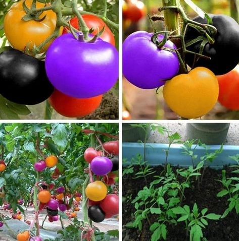 Amazon.com : (500+ Seeds) Rainbow Cherry Tomato Seeds Packet : Patio, Lawn & Garden Rainbow Tomatoes, Cherry Tomato Plant, Seeds Color, Bonsai Seeds, Garden Salad, Fruit Seeds, Tomato Garden, Cherry Tomato, Tomato Seeds