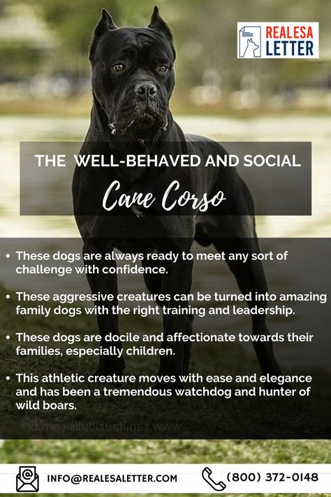 This Pin Tells You About Cane Corso Dog Breed. Being an active and large dog, they enjoy it when you provide them with space for their exercise and training. Unlike other dog breeds, Corso is a serious dog that provides quiet and calm company to its owner. Moreover, this dog is not very social with people or animals, so if you are planning to get a Cane Corso, keep in mind that it will not be warm to other people. Learn more about its characteristics and personality in this article. Cane Corsos, Cane Corso Tips, Cane Corso Facts, Cane Corso Dog Puppies, Can Corso Dogs, Can Corso, Cane Corso Aesthetic, Italian Cane Corso, King Corso Dog