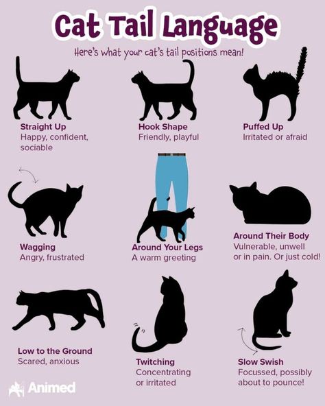 How to Read Cat Tail Language - Animed Direct Cat Tail Meaning, Cat Tail Language, Diy Fascinator, Mean Cat, Long Cat, Cat Language, Animal Medicine, Feeling Scared, Happy Tails