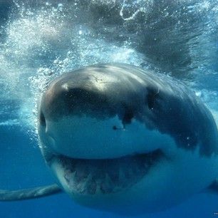 Sharks Smiling, Sharks Cute, Silly Sharks, H D Carlton, Happy Shark, Shark Photos, Cool Sharks, Shark Pictures, Shark Bait