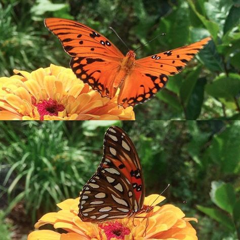 A message from Fed The Gulf Fritillary #butterfly #butterflyfacts #tyrantfarms Fritillary Butterfly, Butterfly Facts, Ant Farms, Beautiful Bugs, Butterfly Garden, Diy Garden, How To Introduce Yourself, To Tell, Butterflies