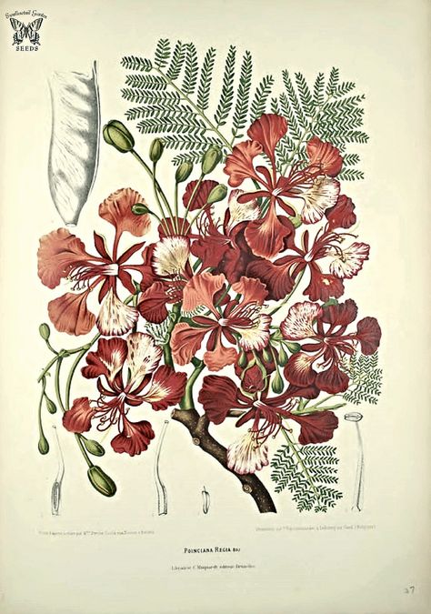 From our collection of botanical photographs, illustrations, and paintings. We hope you will enjoy these images as much as we do. Delonix Regia, Royal Poinciana, Flame Tree, Vintage Botanical Prints, Botanical Painting, Scientific Illustration, Botanical Drawings, Vintage Botanical, Botanical Flowers