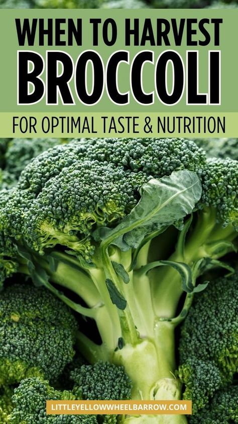 How and when to harvest broccoli for the best taste and nutrition! If you're planting and growing broccoli as part of your vegetable garden this summer, you need these tips about when to harvest broccoli so that it tastes good! Are you a home gardener eagerly awaiting the arrival of fresh, delicious broccoli from your garden? Harvesting broccoli at the right time is critical to enjoying its full flavor and nutritional benefits. The ultimate guide to planting and harvesting broccoli. When To Harvest Broccoli, How To Harvest Broccoli, Harvesting Broccoli, Broccoli Vegetable, Broccoli Plant, Growing Broccoli, Delicious Broccoli, Gardening Planting, Vegetable Harvest