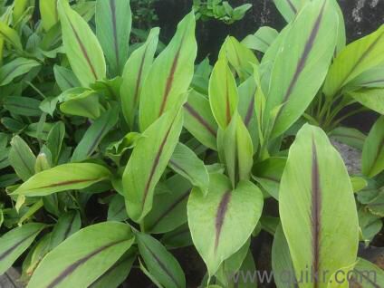 Black Turmeric plants Turmeric Plant, Plants, Quick Saves, Black