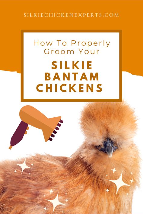 Want to properly groom your silkie bantam chickens? Read this article for the best tips on grooming silkies! #silkiechickencare Silkie Chickens Colors, Bantam Chicken Breeds, Silkie Bantam, Bantam Chicken, Bantam Chickens, Silkie Chickens, Comparison Chart, Dog Ages, Chicken Breeds