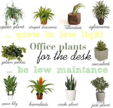 10 Low Light & Low Maintenance Plants For Office Desk Plants For Office Desk, Best Desk Plants, Plants For Office, Indoor Office Plants, Work Cubicle Decor, Best Office Plants, Office Plants Desk, Work Desk Decor, Cubicle Decor Office