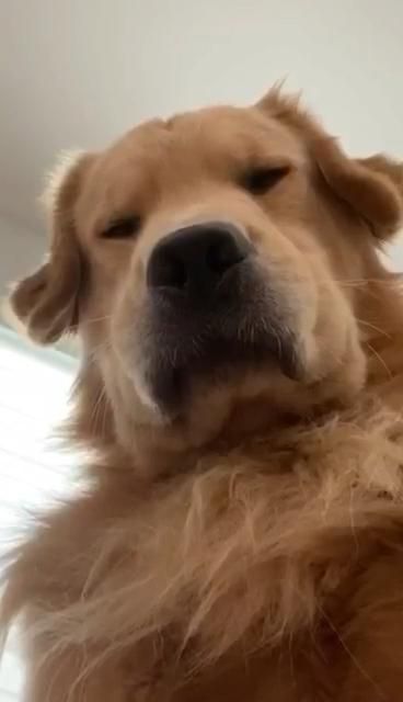 Funny Golden Retriever Pictures, Golden Retriever Meme, Instagram Stories Aesthetic, Aesthetic Dogs, Sleepy Dog, Angry Animals, Angry Dog, Golden Retriever Funny, Great Pyrenees Dog