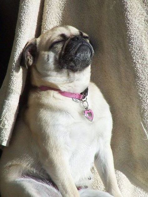 Anjing Pug, Baby Pugs, Pugs And Kisses, Pug Pictures, Pug Mom, Pug Puppies, Pugs Funny, Cute Pugs, Pug Lover