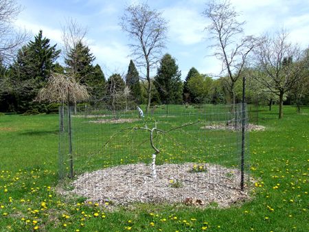 Wire Fence, Master Gardener, Garden Stakes, Small Trees, Autumn Garden, Lawn And Garden, Holiday Tree, Green Leaves, In The Heights