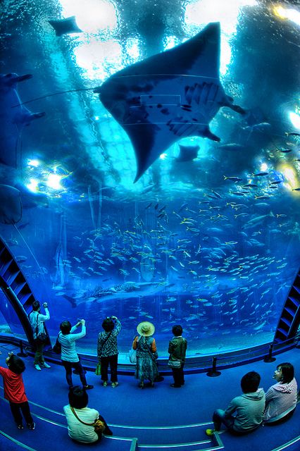 Japan (Okinawa's Churaumi Aquarium). Okinawa Aquarium, Japan Aquarium, Japanese Aquarium, Churaumi Aquarium, Roof Lanterns, Japan Okinawa, Georgia Aquarium, Manta Rays, Whale Sharks