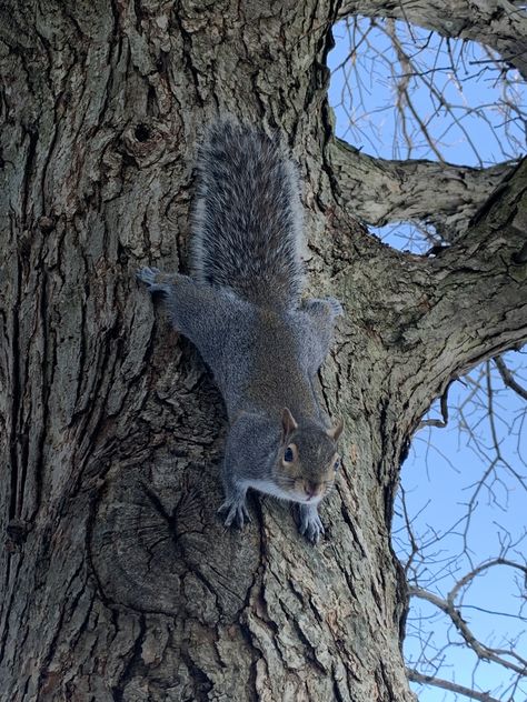 Grey Squirrel Photography, Grey Squirrel Drawing, Squirrel Images, Drawing Squirrel, Tree Rat, Squirrel Drawing, Squirrel Tattoo, Eastern Gray Squirrel, Cute Animal Tattoos