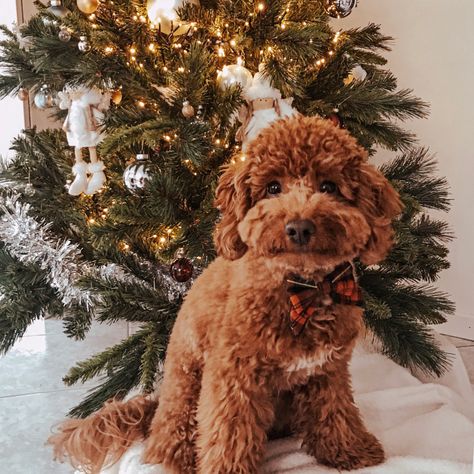 Golden Cockapoo, Goldendoodle Puppy Photoshoot, Poodle Astethic, Golden Doodle Christmas Pictures, Goldendoodle Christmas Pictures, Poodle Christmas Pictures, Teddy Bear Poodle, Poodle Christmas, Dog Xmas