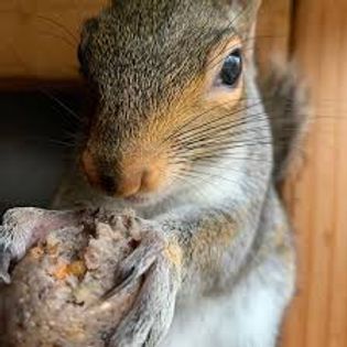 How to Make Boo Balls for Squirrels | Mysite Squirrel Food Recipes, Homemade Squirrel Food, Squirrel Food Diy, Pet Squirrel Cage Ideas, Nut Balls Recipe, What Do Squirrels Eat, Critter Crafts, Garden Critters, Squirrel Food