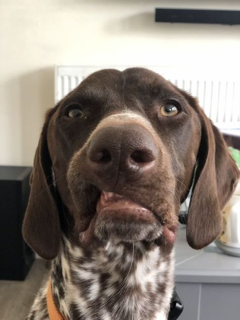 German Short Hair Pointer Puppy, German Short Hair Pointer, Hungarian Dog, Gsp Puppies, Gsp Dogs, Short Haired Pointer, German Wired Hair Pointer, German Shorthaired Pointer Dog, Pet Guinea Pigs