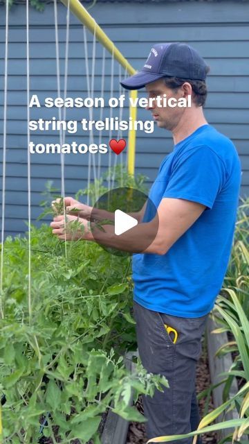 Tomato Vertical Garden, Tomato String Trellis, Trellising Tomatoes, Staking Tomato Plants, Gardening Tomatoes, Tomato Farming, Vertical Garden Diy, Urban Farm, Tropical Gardens