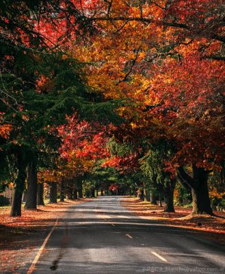 Australia Scenery, Bright Victoria, Melbourne Photography, Beautiful Australia, Fall Tree Painting, Class Inspiration, Drama Class, Australian Travel, Fall Tree