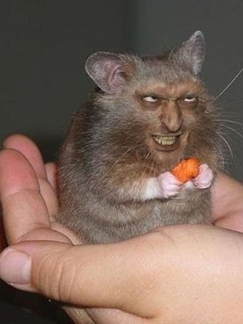 Funny Rats, Ugly Cat, Funny Hamsters, Cat Hacks, Cute Rats, Funny Animal Photos, Pet Hacks, Silly Animals, Hamsters