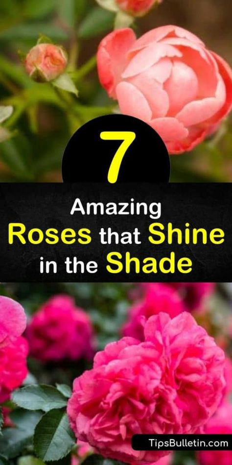 Climbing Roses For Shade, Roses For Shade, Rose Garden Ideas, Rose Climbing, Part Shade Flowers, Rose Shrub, Rose Plant Care, Musk Rose, Knockout Roses