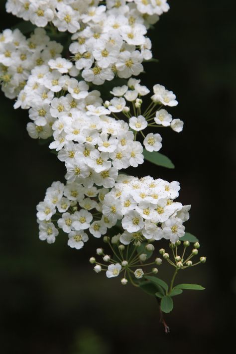 Spirea Flower Drawing, Spirea Flower, Little White Flowers, Birth Flower Tattoos, Moon Garden, Nothing But Flowers, Small White Flowers, Beautiful Flowers Garden, Indoor Wedding