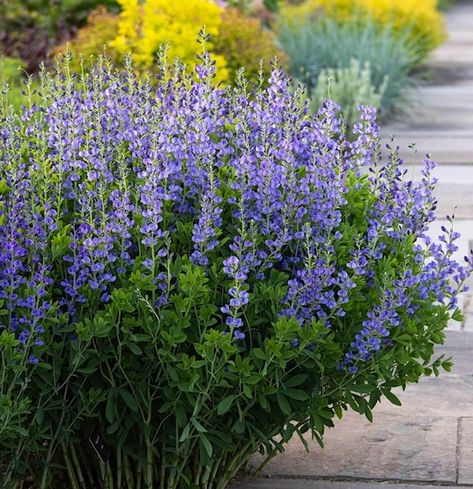 Baptisia Australis with indigo blue flower spikes that rise above blue green foliage Spirea Shrub, False Indigo, Flowers That Attract Butterflies, Baptisia Australis, Wild Indigo, Pollinator Plants, White Flower Farm, Native Plant Gardening, Meadow Garden