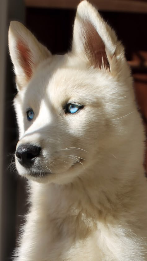 Husky Mix Breeds, Small Husky, Blue Eyes Baby, Husky Facts, Siberian Husky Facts, Baby Husky, Black Husky, Husky With Blue Eyes, White Siberian Husky