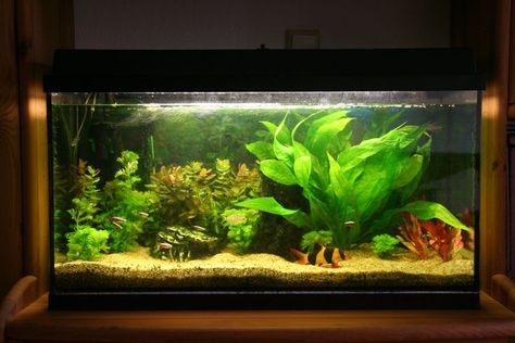 An Overview of Mechanical Aquarium Filtration Community Fish Tank, Fish Tank Themes, Custom Aquarium, Aquarium Set, Saltwater Aquarium Fish, Cool Fish Tanks, Community Tanks, Tropical Fish Tanks, Fresh Water Fish Tank