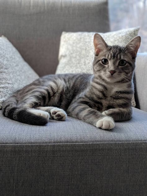 Milo the photogenic gray tabby Gray Tabby Cat Aesthetic, Grey Tabby Cat Aesthetic, Grey Cat Aesthetic, Grey Tabby Kittens, Grey Tabby Cat, Gray Tabby Cat, Gray Cats, Cat Tabby, Cat References