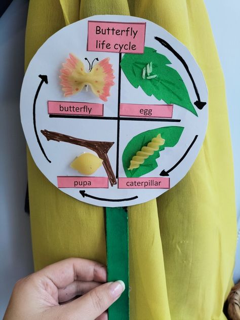 School Science Projects, Insect Crafts, Science Crafts, Butterfly Life Cycle, Science Projects For Kids, Preschool Art Activities, Hungry Caterpillar, Preschool Learning Activities, Montessori Activities